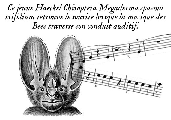 Haeckel Chiroptera Megaderma spasma trifolium aime les Bees