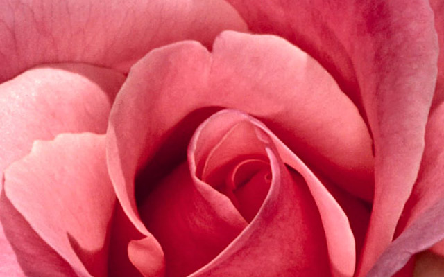 L’IMPORTANT, C’EST LA ROSE / SOUNDS